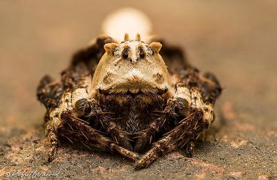 FEBRUARY Spider of the Month Poll